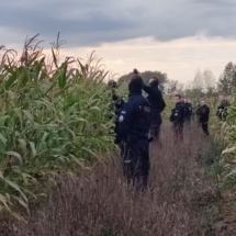 policjanci w środku pól kukurydzy czekają na pozostałych aby móc iść dal...