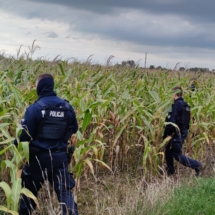 policjanci wchodzą tyralierą w pole kukuryszy
